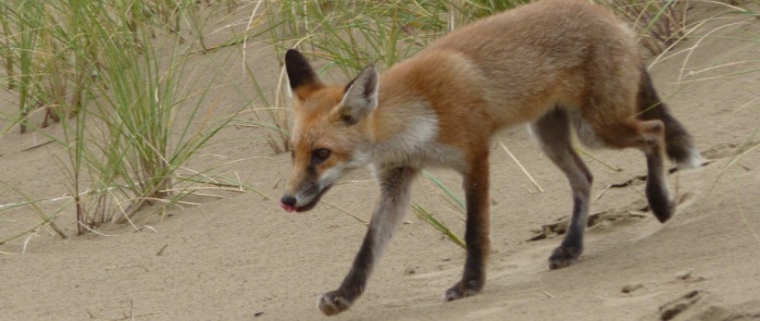 feral fox