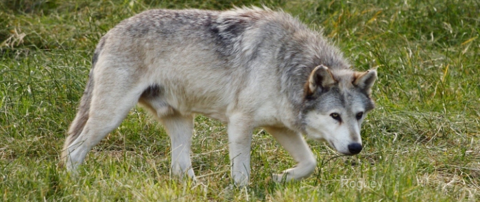 Grey wolf by roguey000 flickr