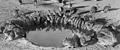 The introduction of rabbits was an ecological disaster we don't want to see repeated simply because we didn't employ enough quarantine officers.
